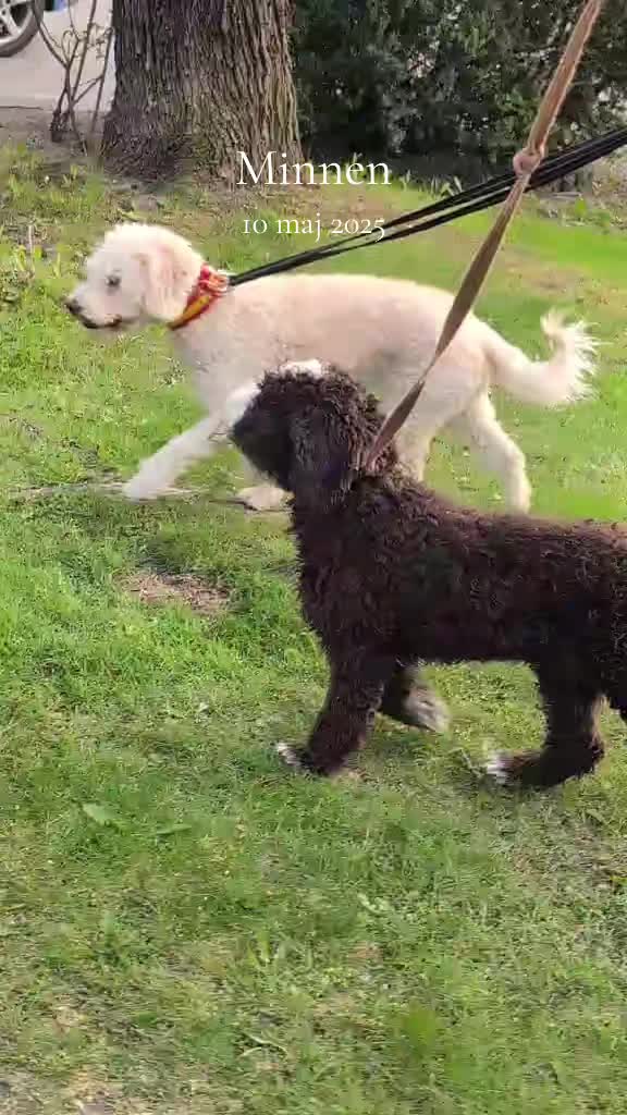 @🐾✨️mhdogs✨️🐾🇸🇪
