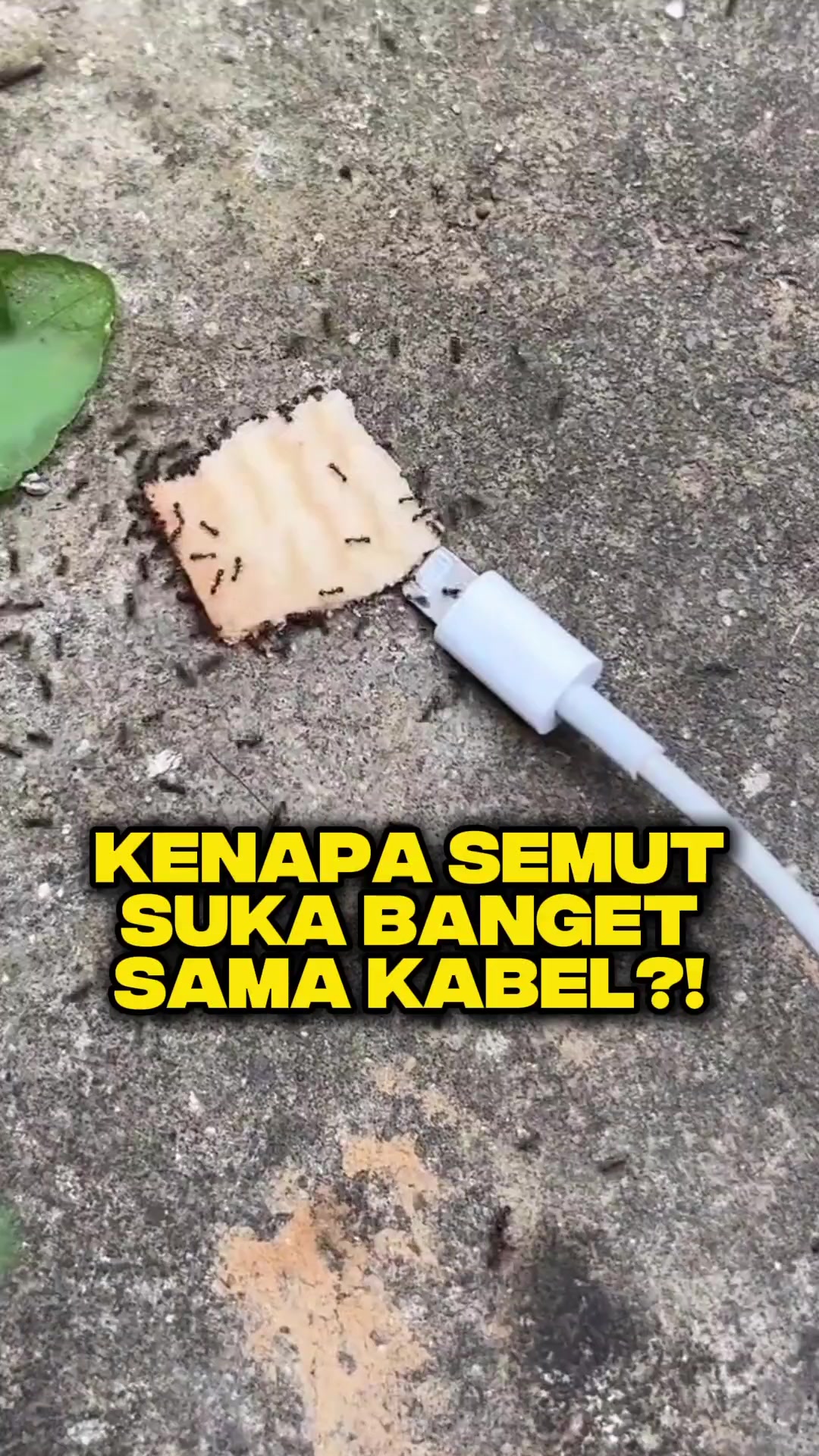 @Ardian Galih 🐜