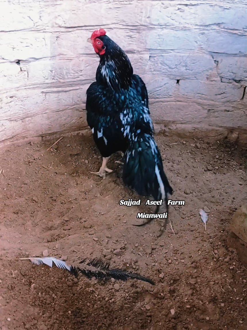 @Sajjad Aseel Farm
