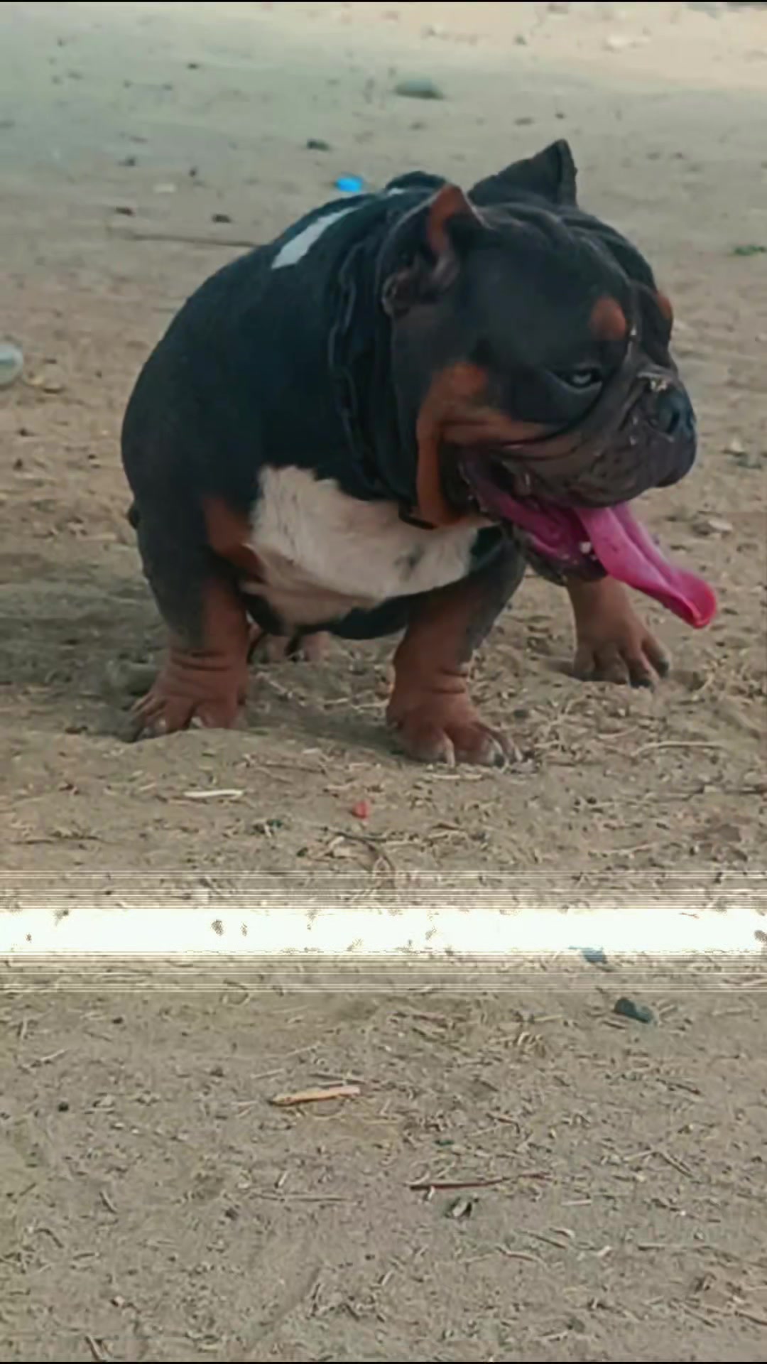 @arevalobullsperú