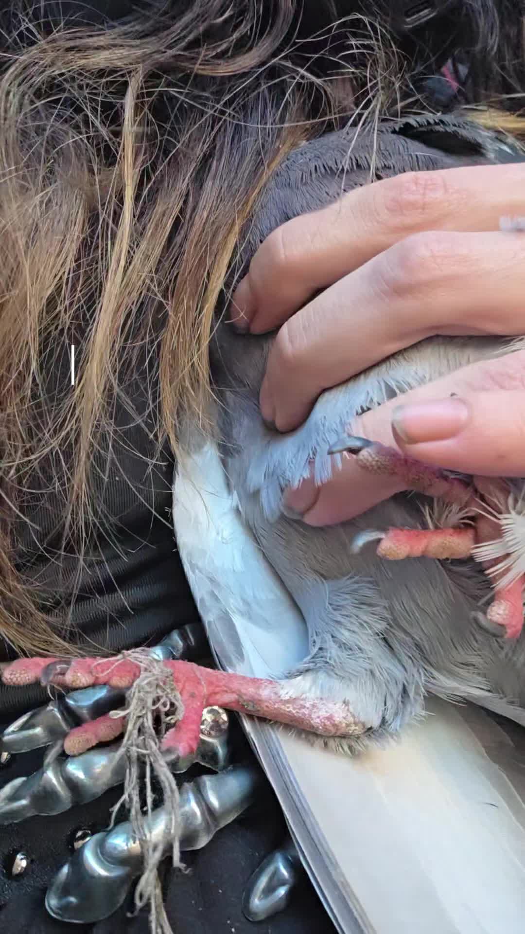 @S.Char.The.Pigeon.Lady🌙🖤Xx