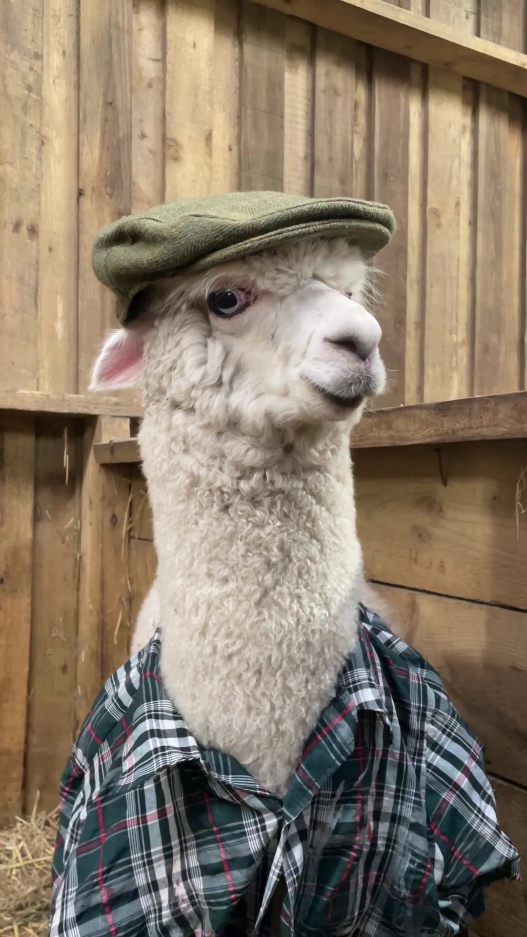 @Smithills Open Farm