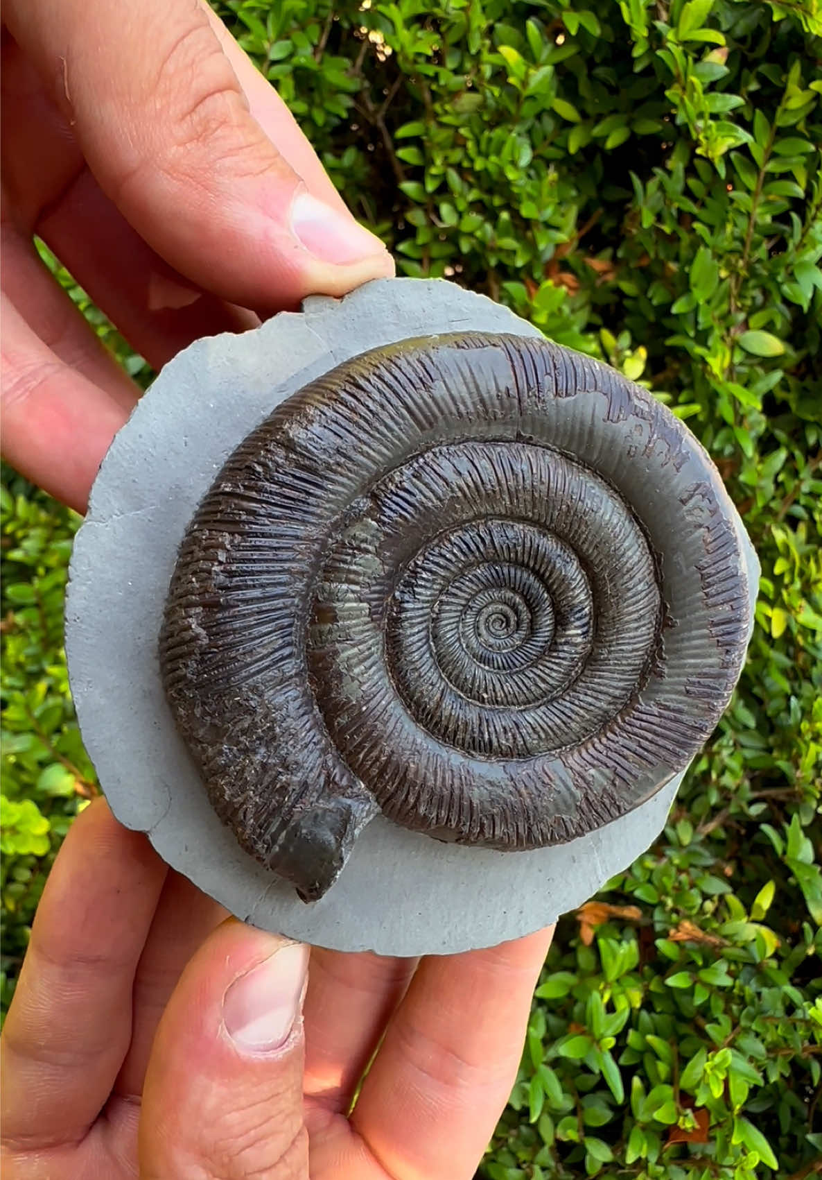 @yorkshire.fossils