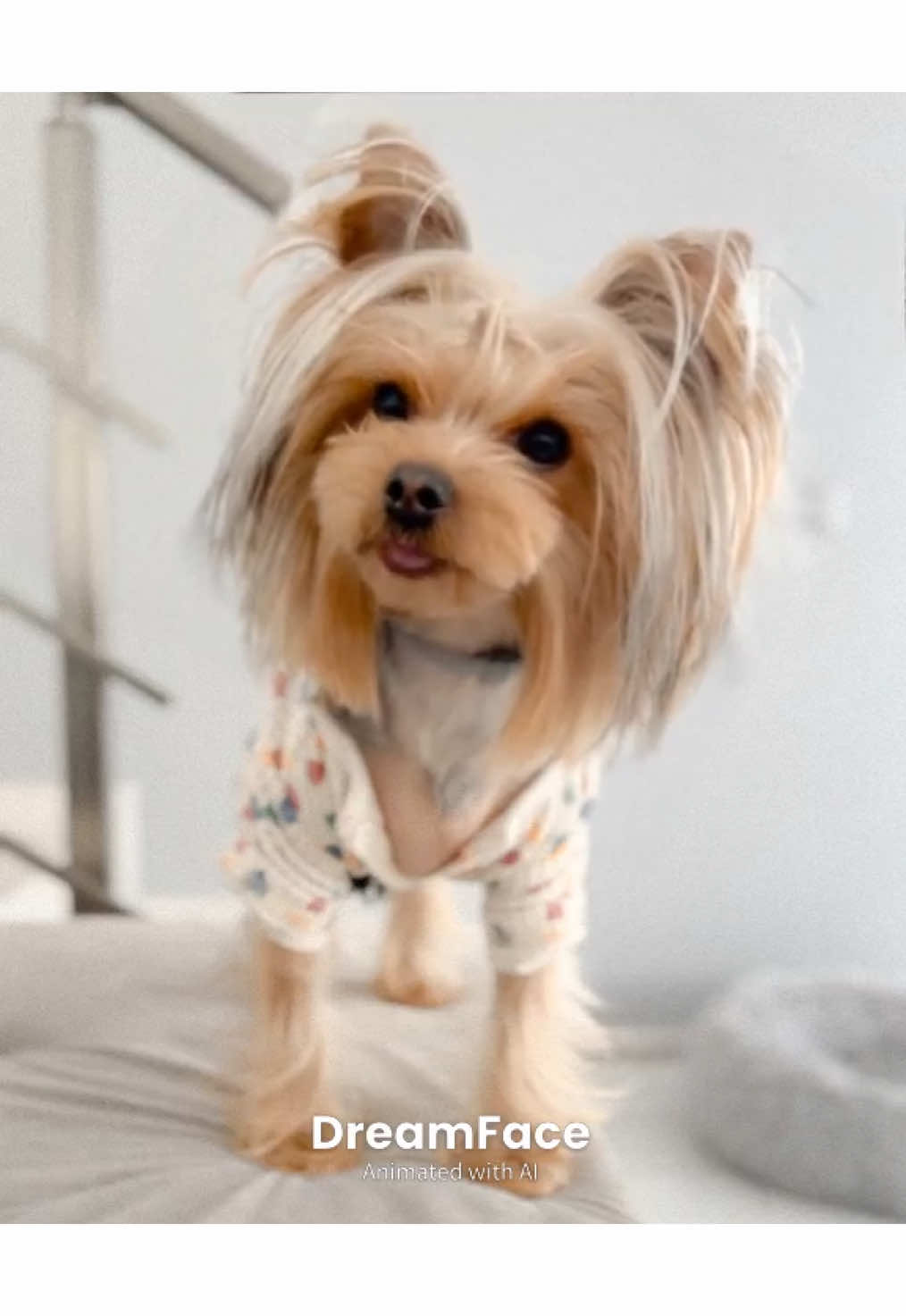 @Chicago & Tokyo | The Yorkies