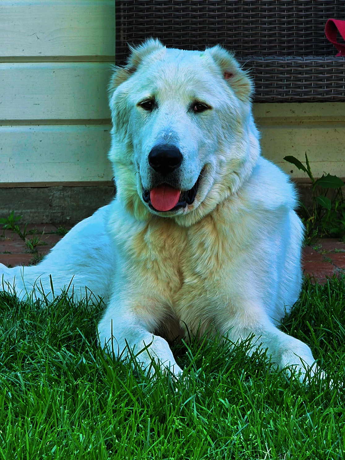 @ABELHAYATKENNEL