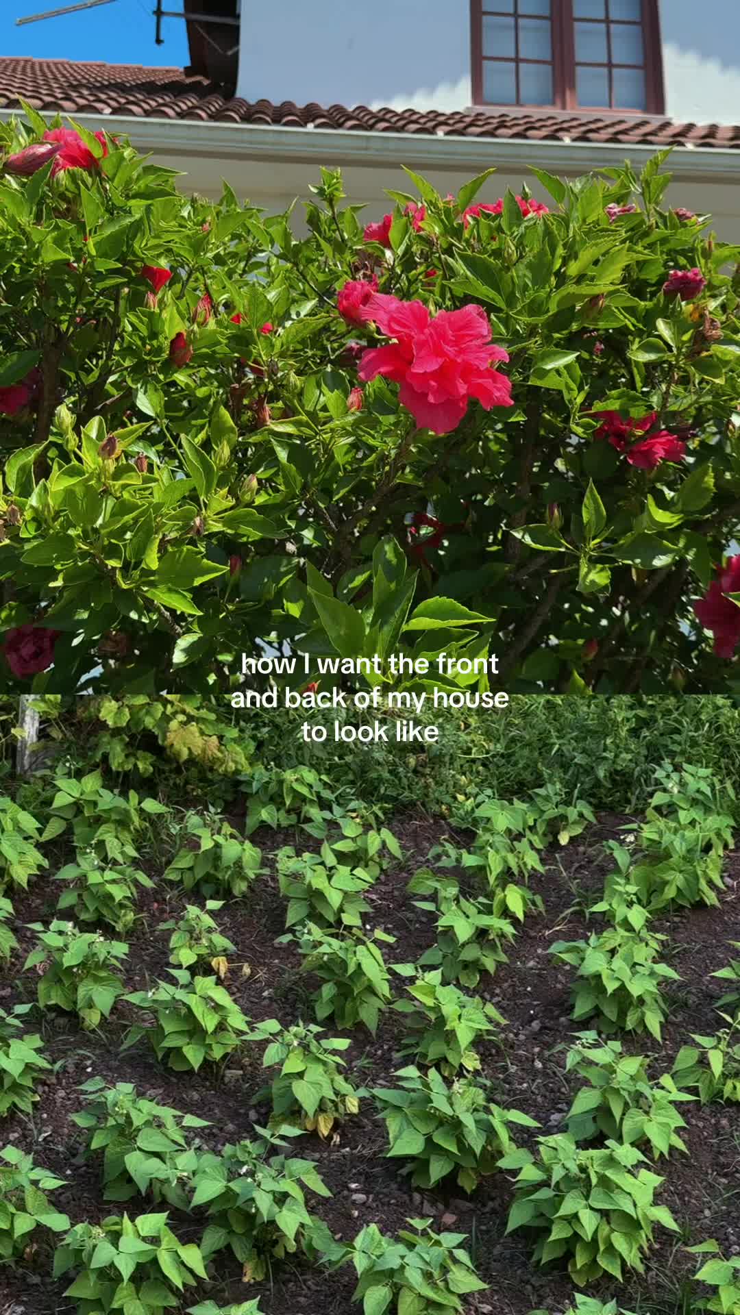 @celina ❀⟢