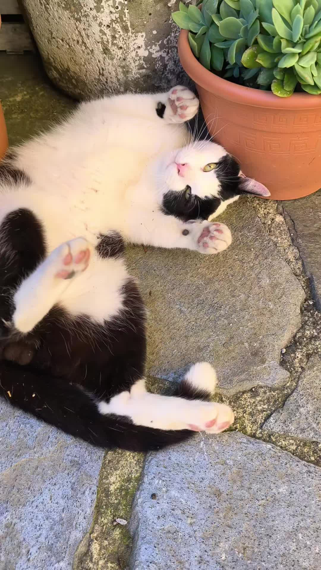 @La loca de los gatos