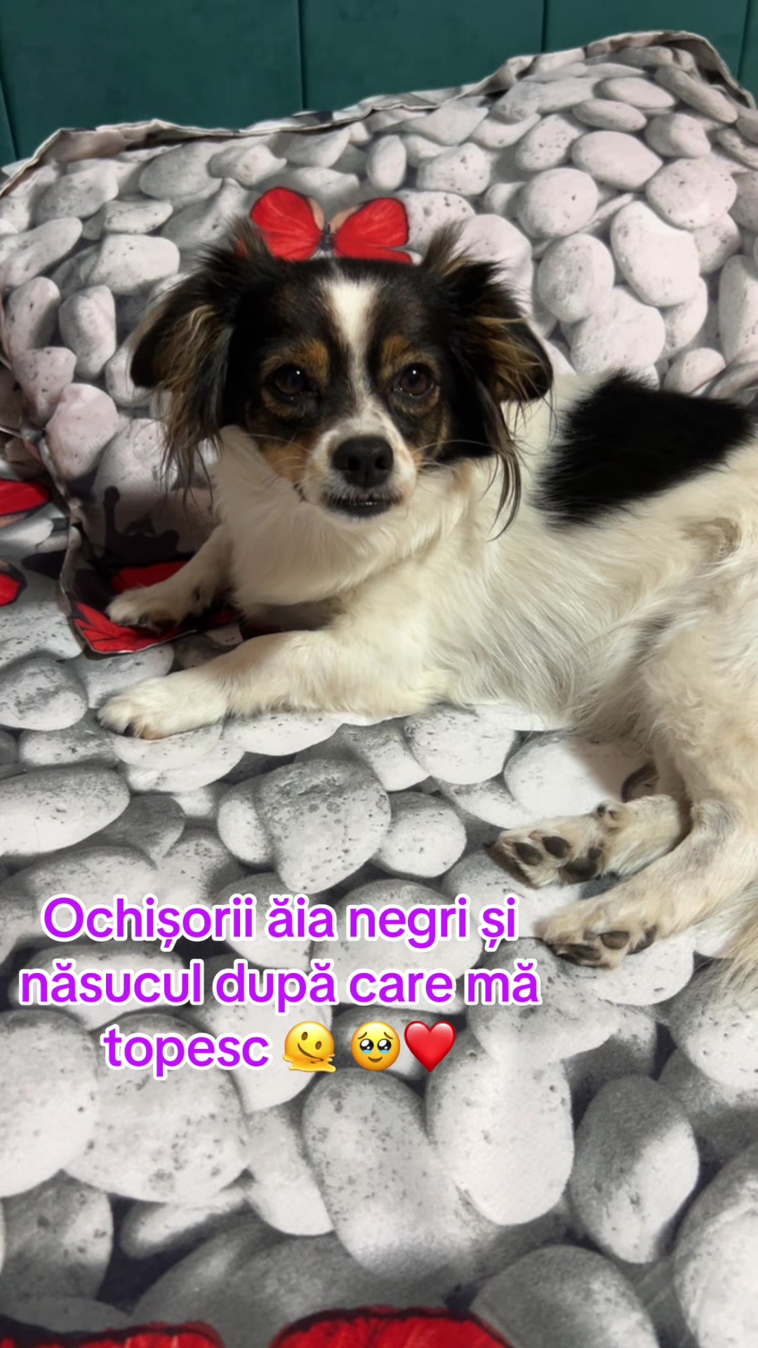@Balaceanu Larisa