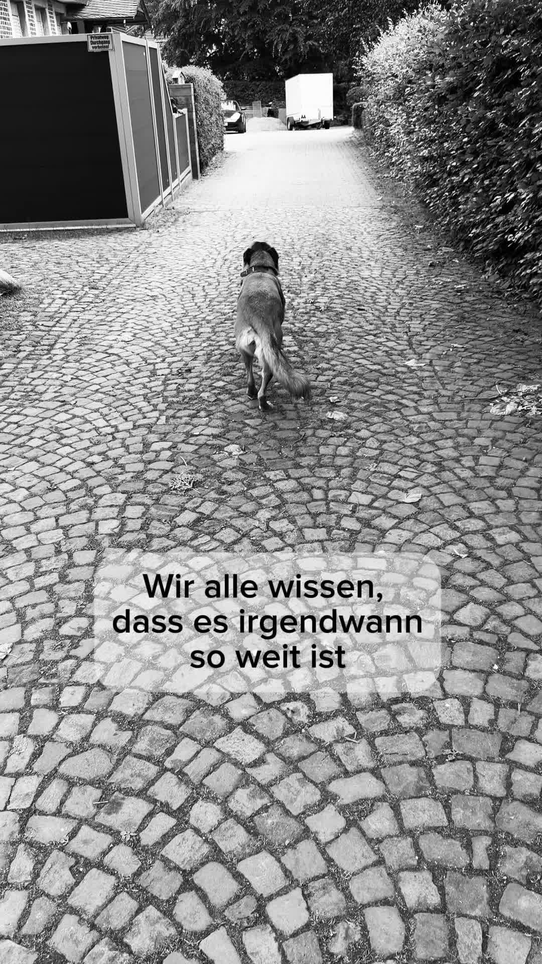 @INSAbenteuerHund