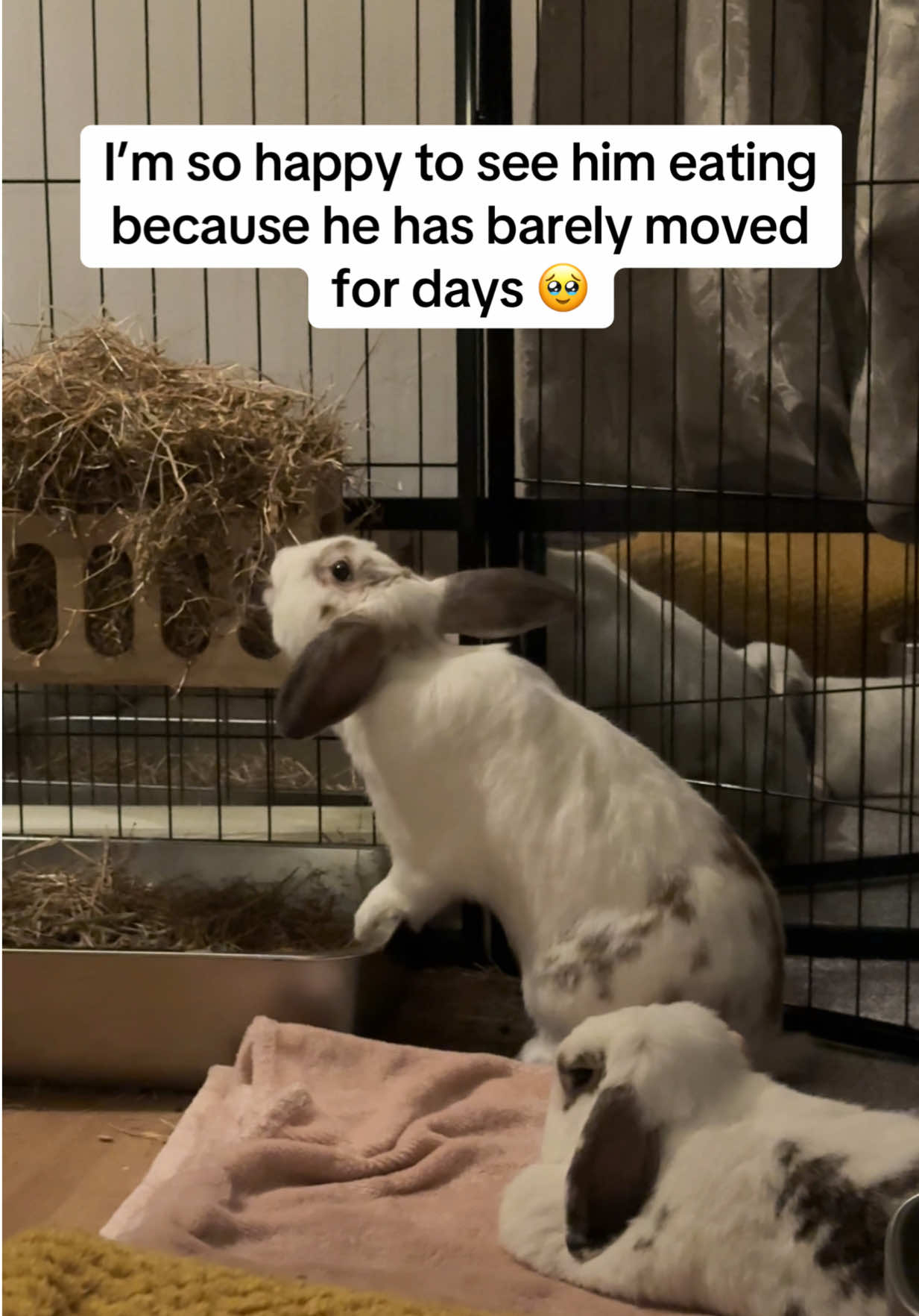 @Bun, two, three, four