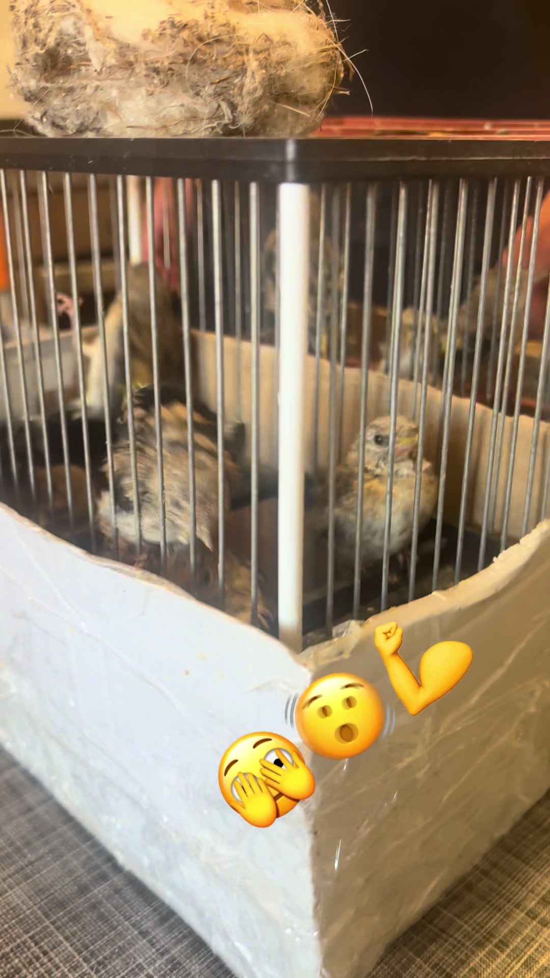 @AviarioAS
