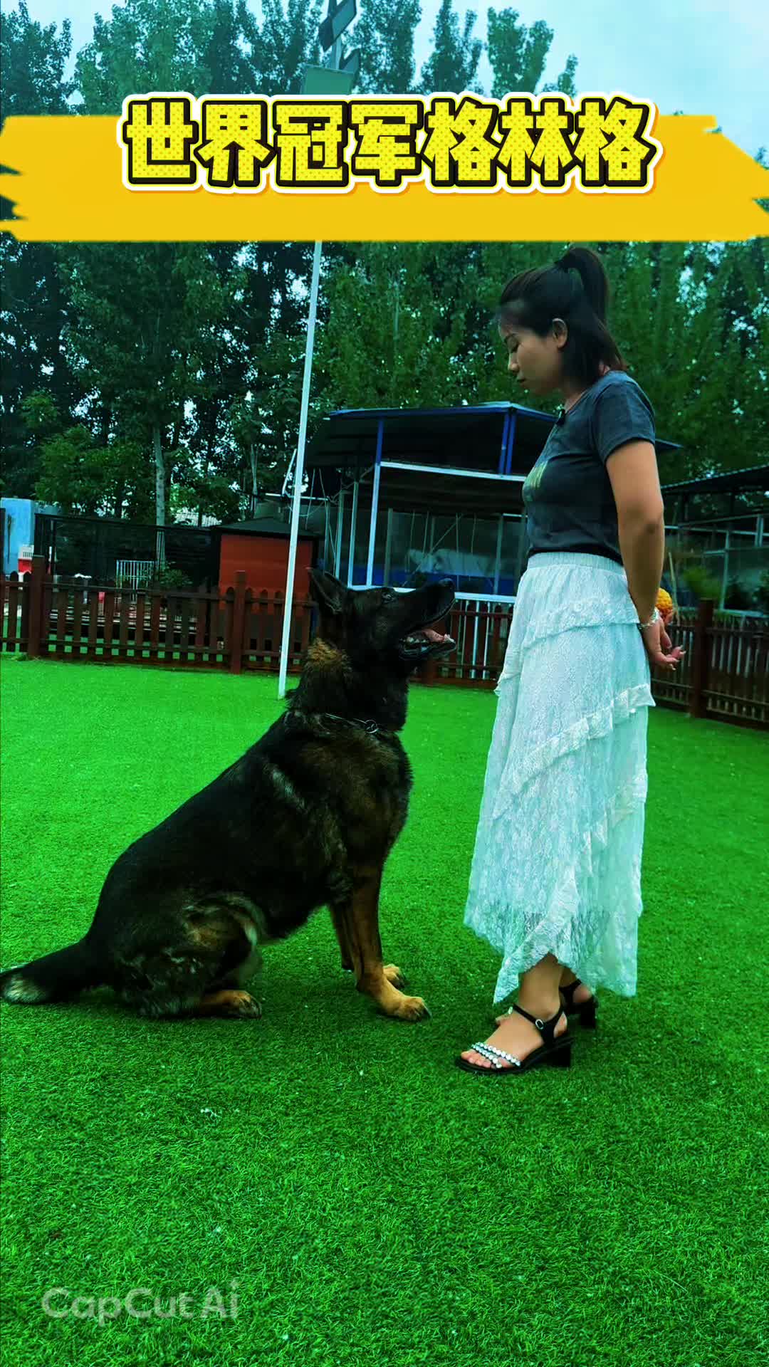 @Dog training ®