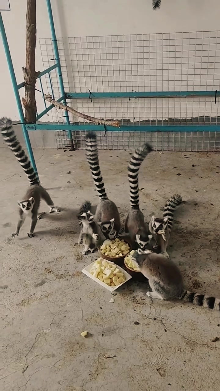 @網上動物