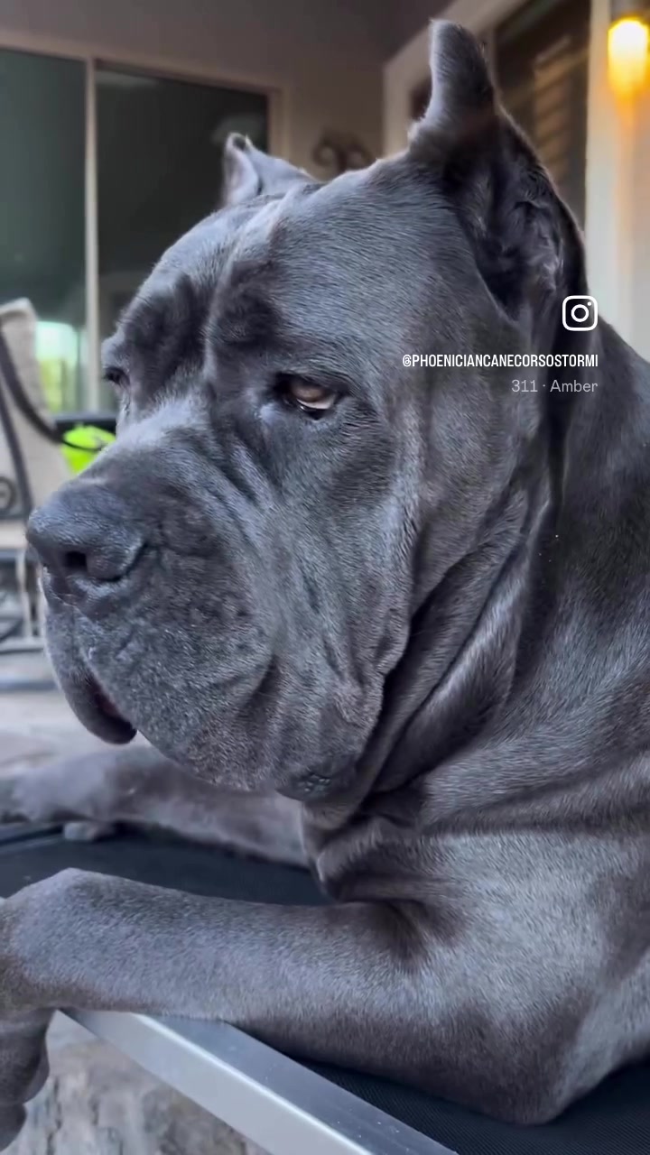 @Phoenician Cane Corso Stormi