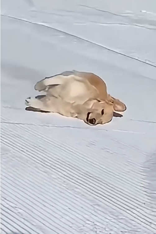 @funnyanimalvideo99
