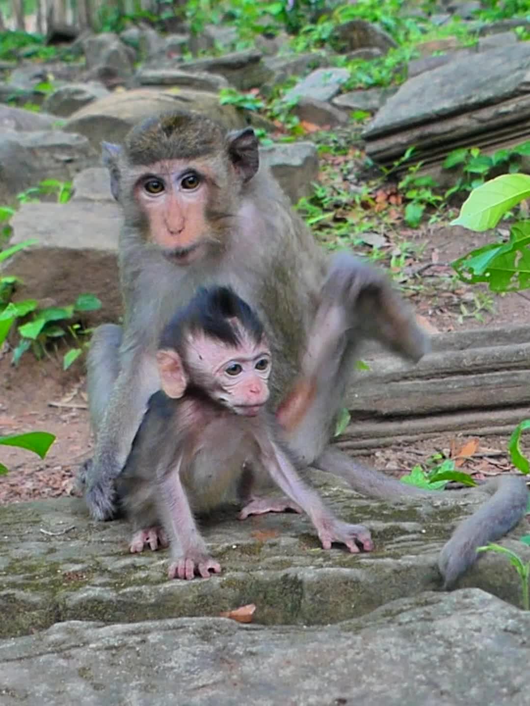 @Monkey Discovery