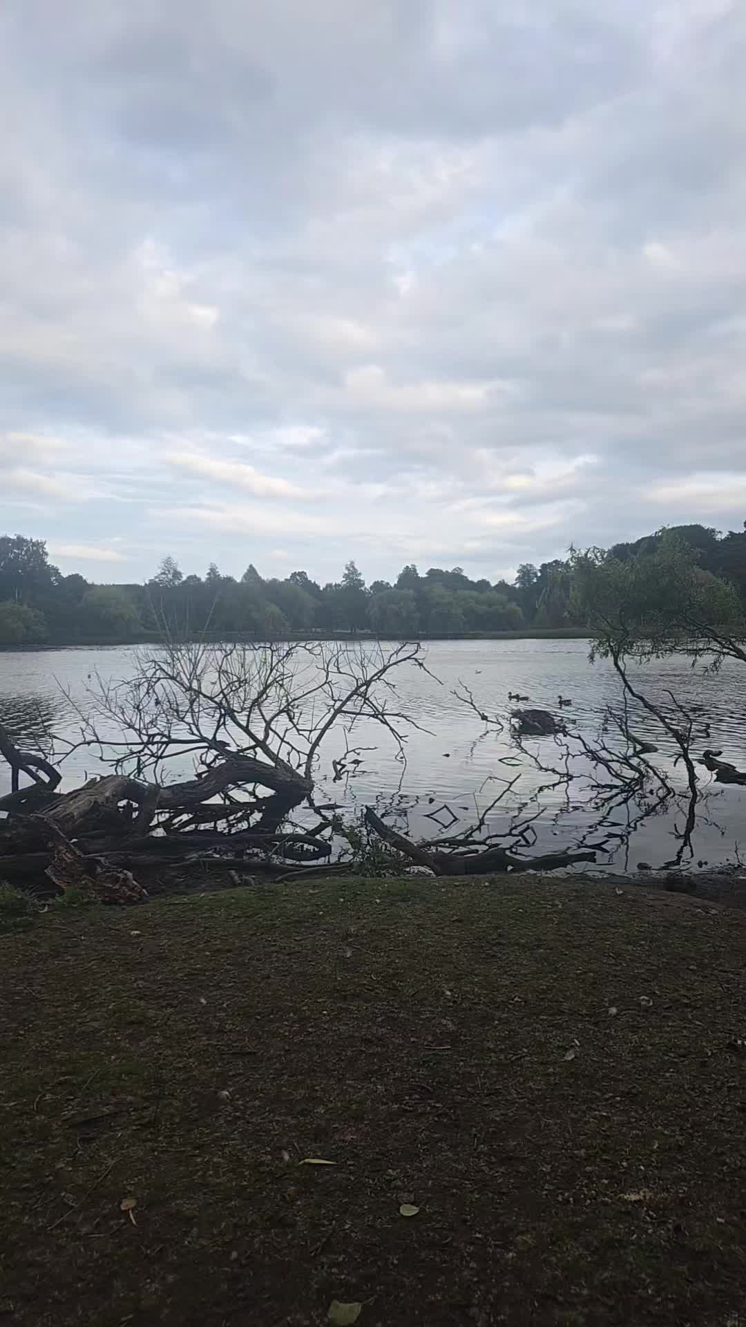 @animal kingdom uk