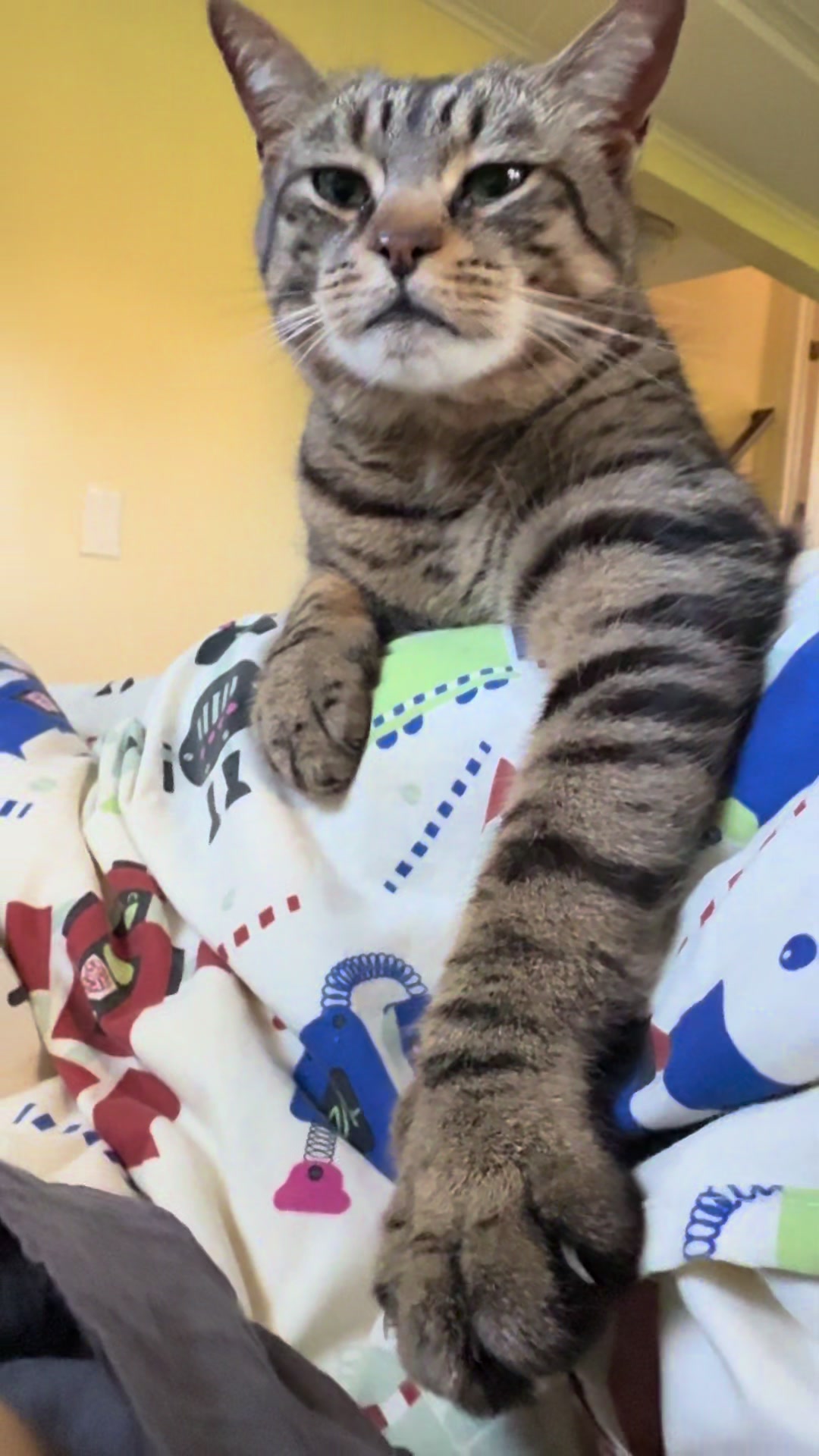 @Coby the Cat 🐾