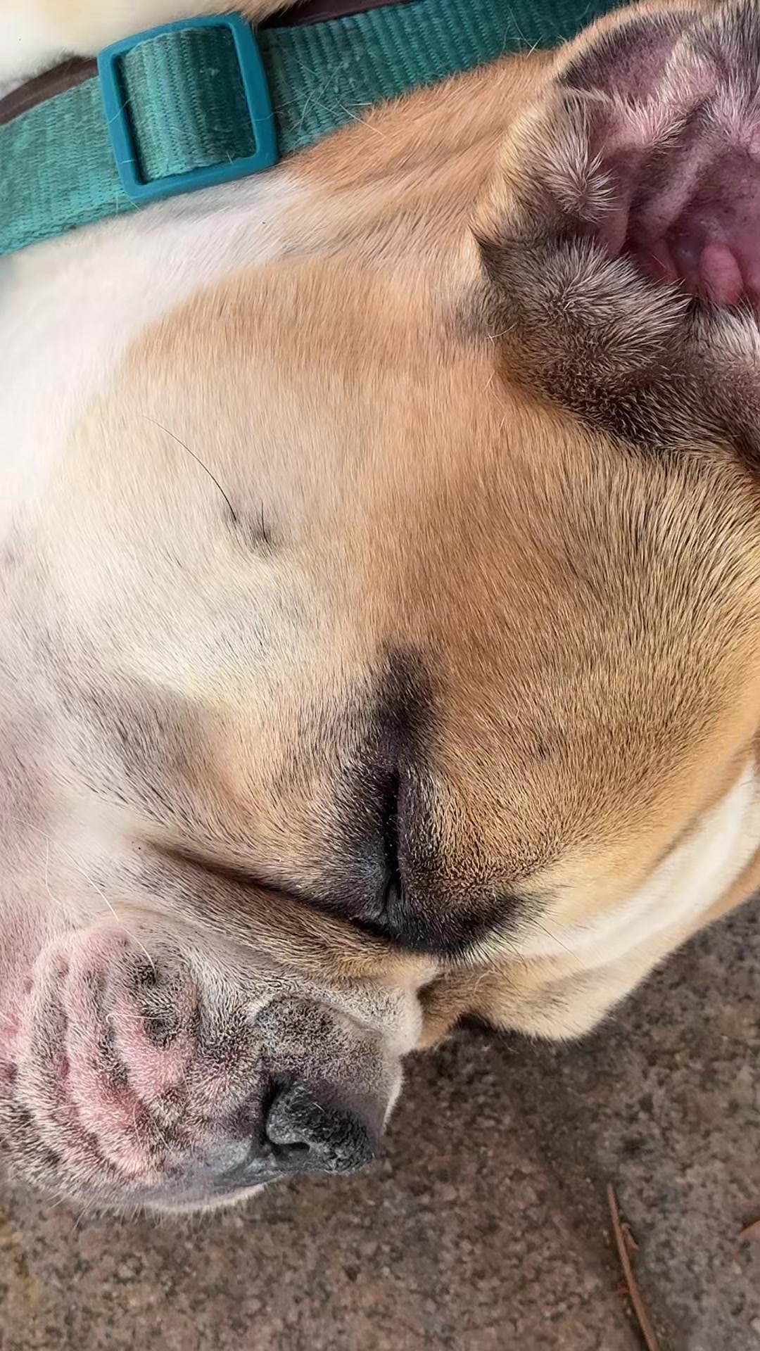 @Mogli🐾