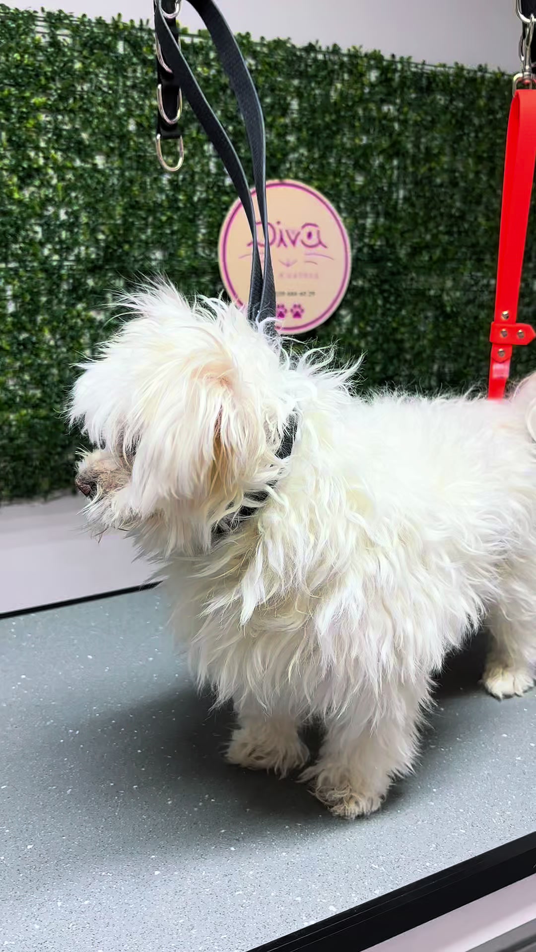 @Diva Pet Kuaf&ouml;r Ankara