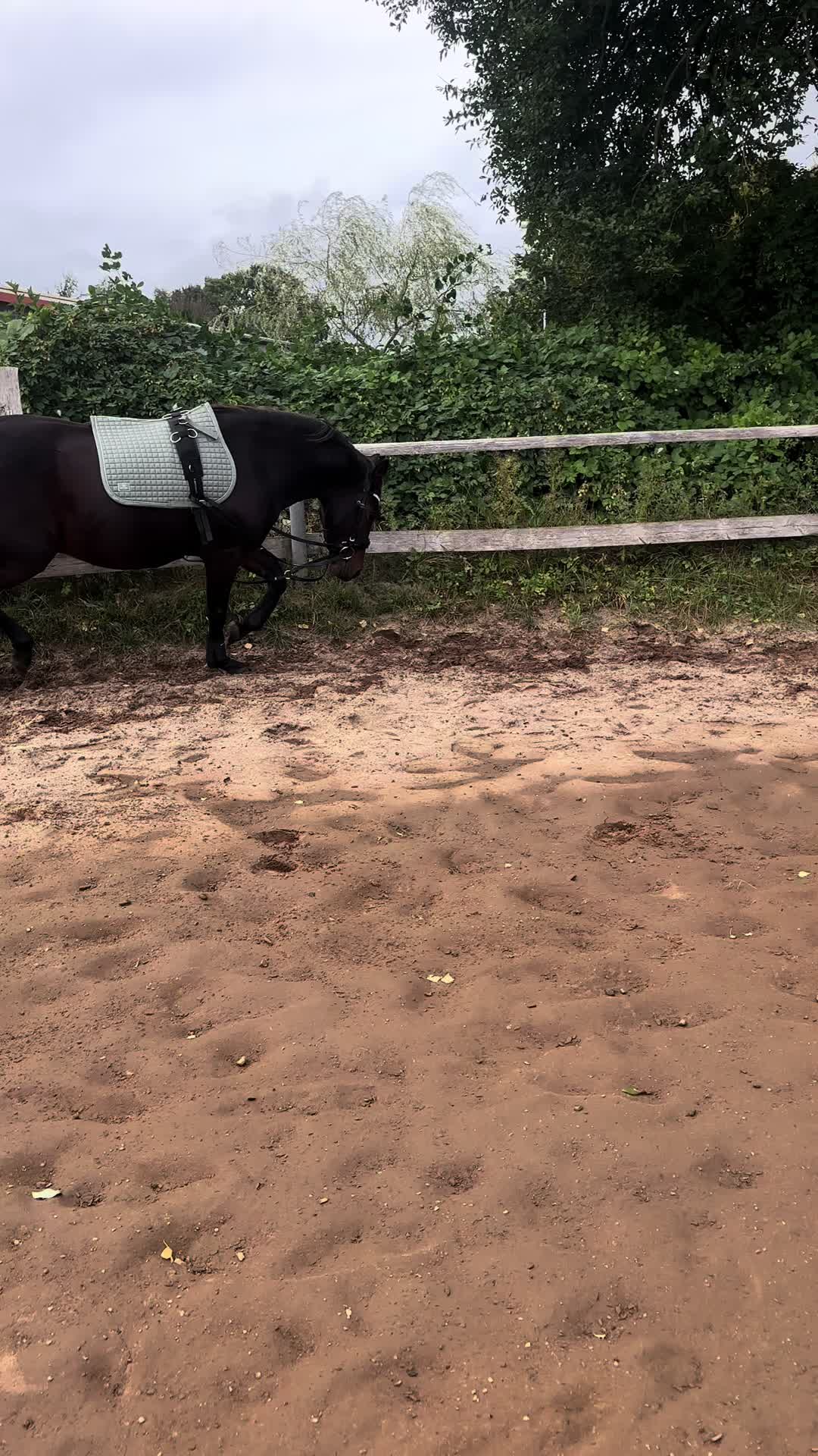 @Mooni & Vanessa 🐴