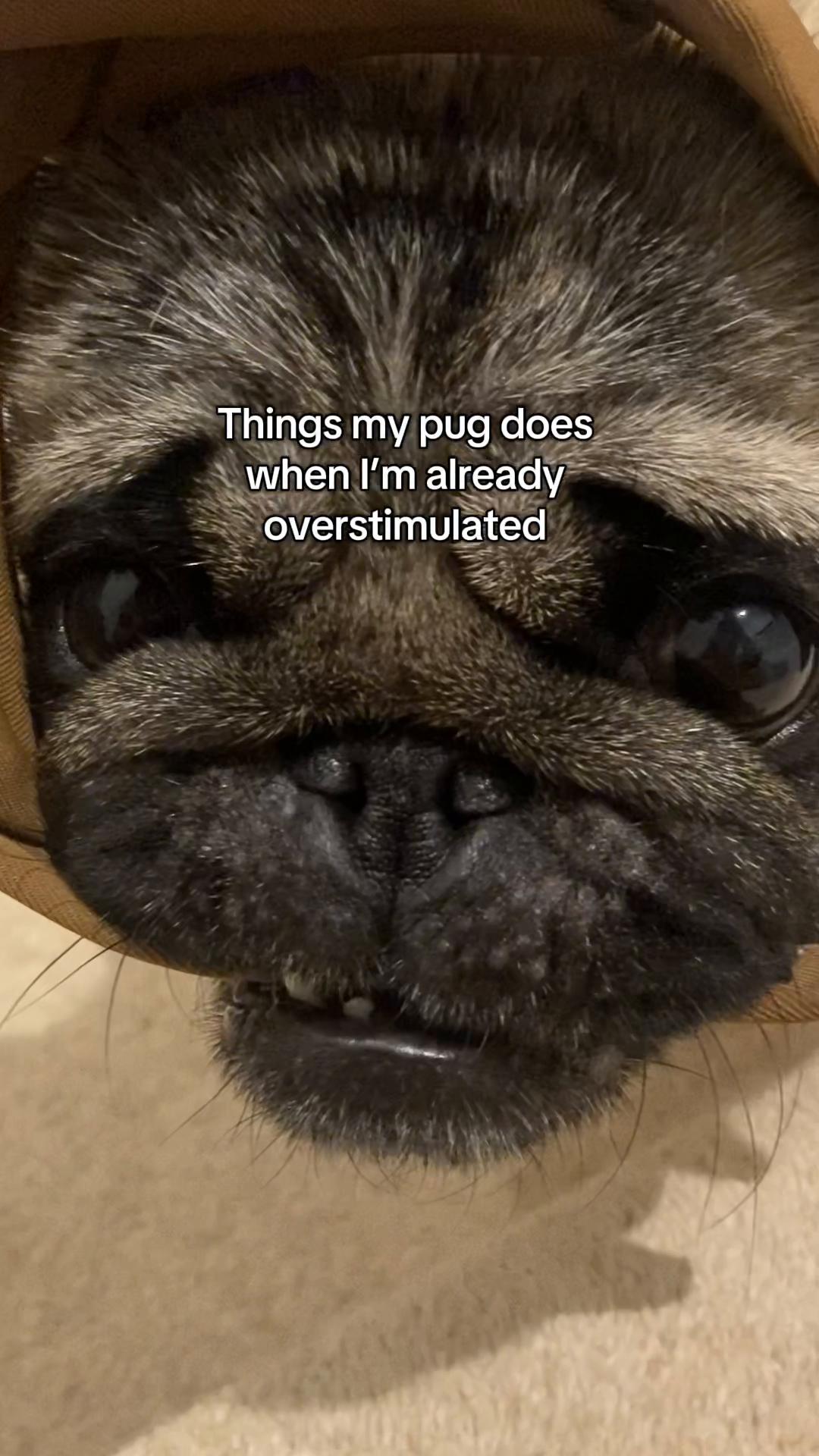 @Wee Winston The Pug