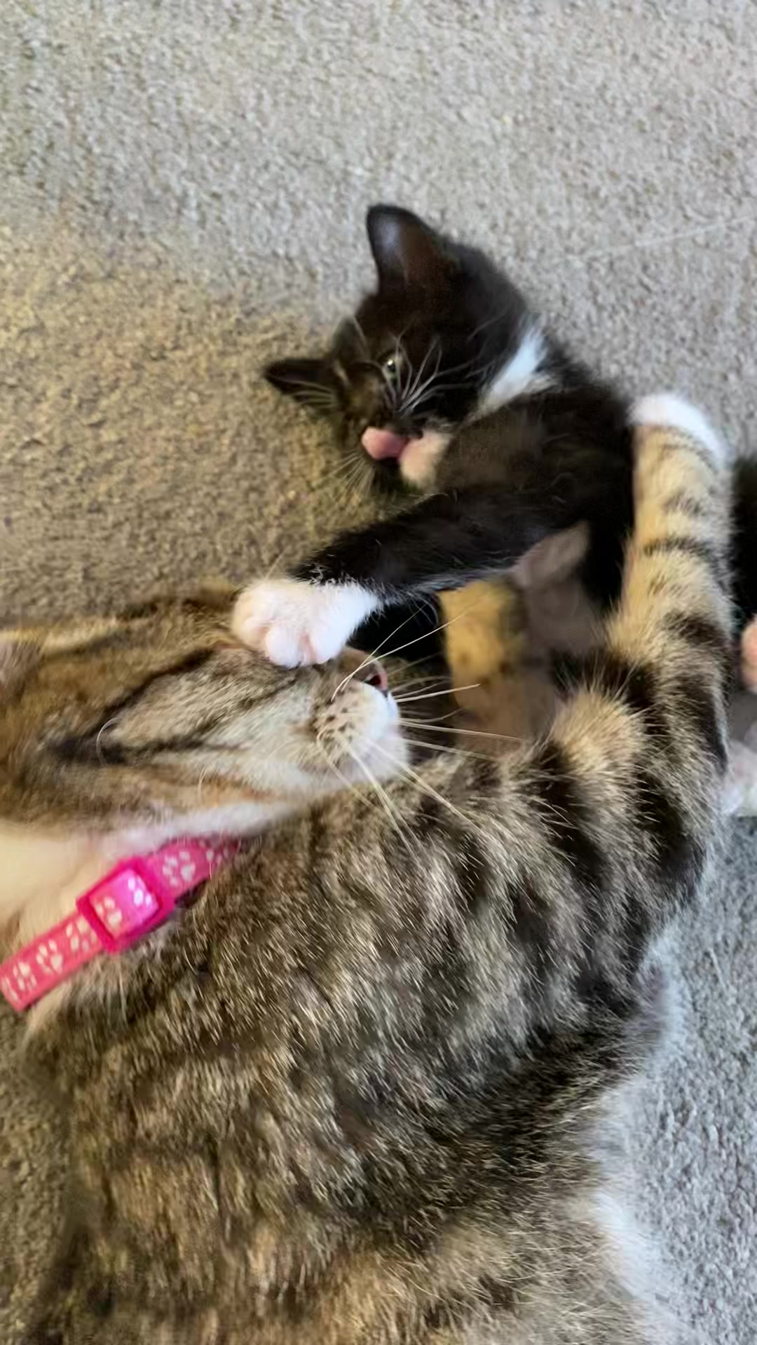 @Chloe Cat