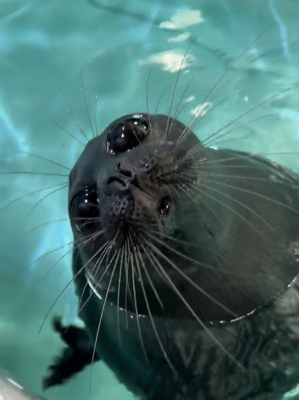 @🩷🎀 seal 🦭🩷