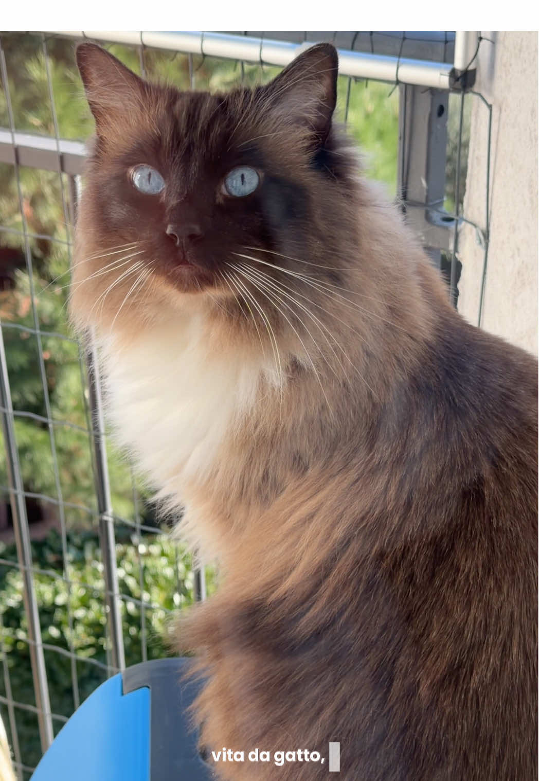 @Ren the Ragdoll Cat