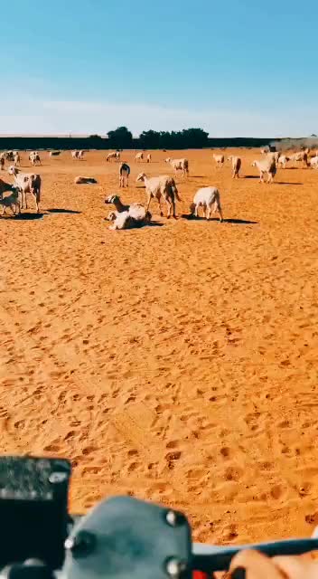 @amaan1949