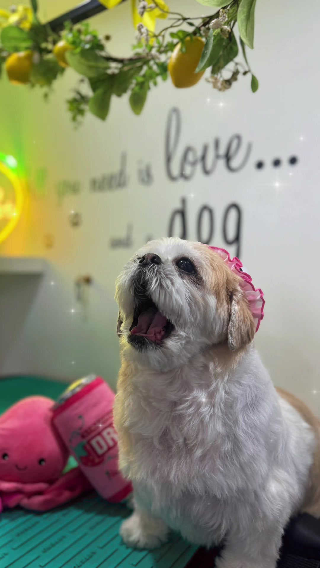 @PamperedPaws