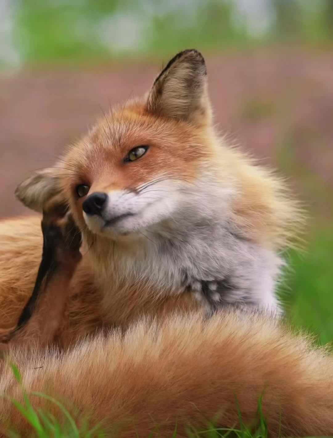 @𓃦𝒯𝒽ℯ 𝒩𝒶𝓊ℊ𝒽𝓉𝓎 ℱℴ𝓍 𓃦