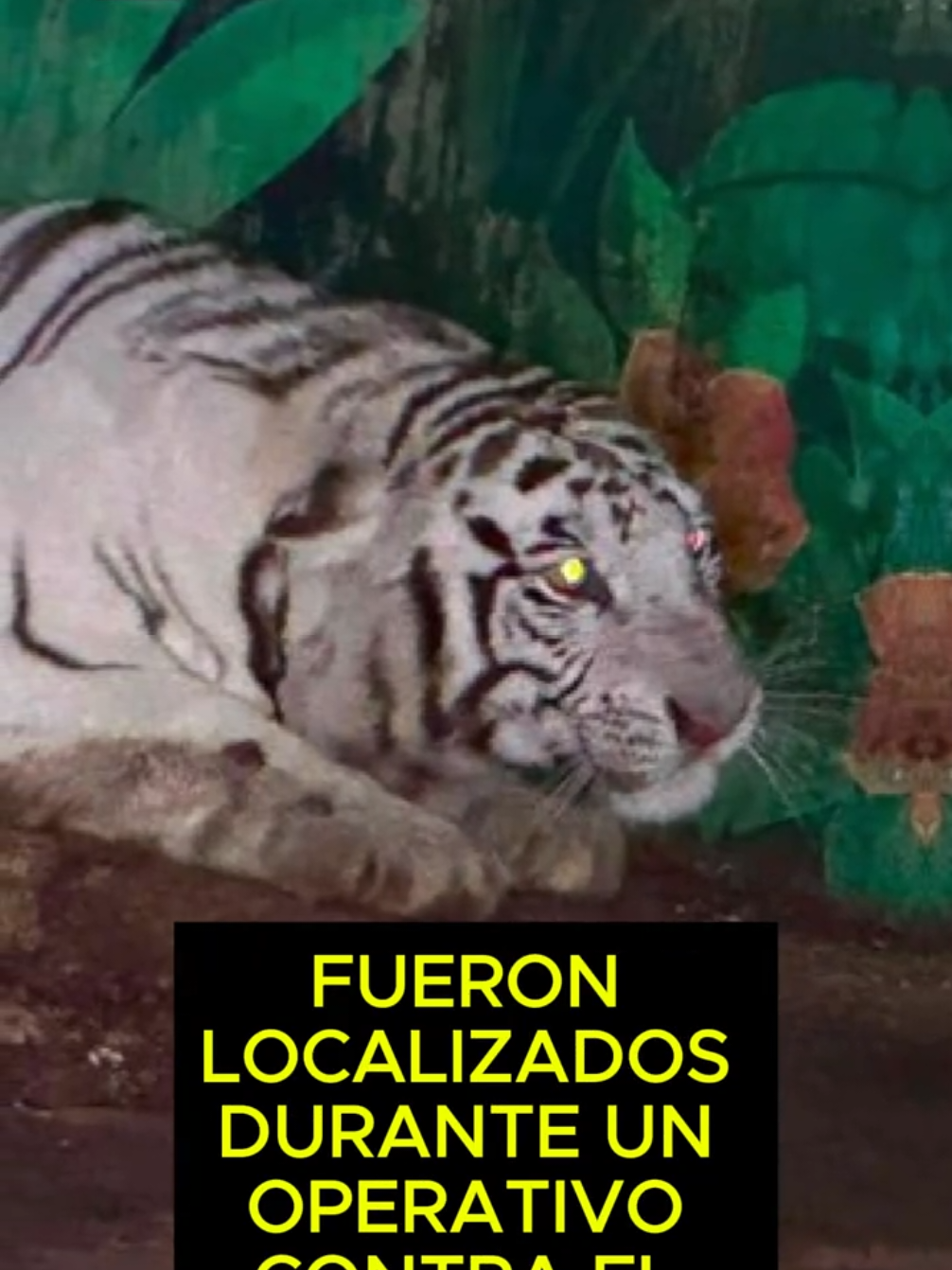 @THEBORDERREPORTS NOTICIAS