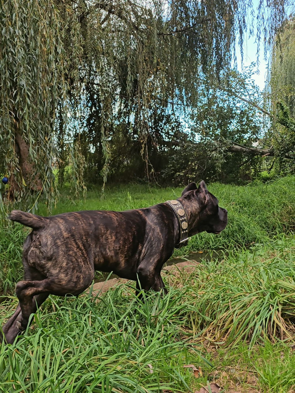 @SalmonCreekCaneCorso