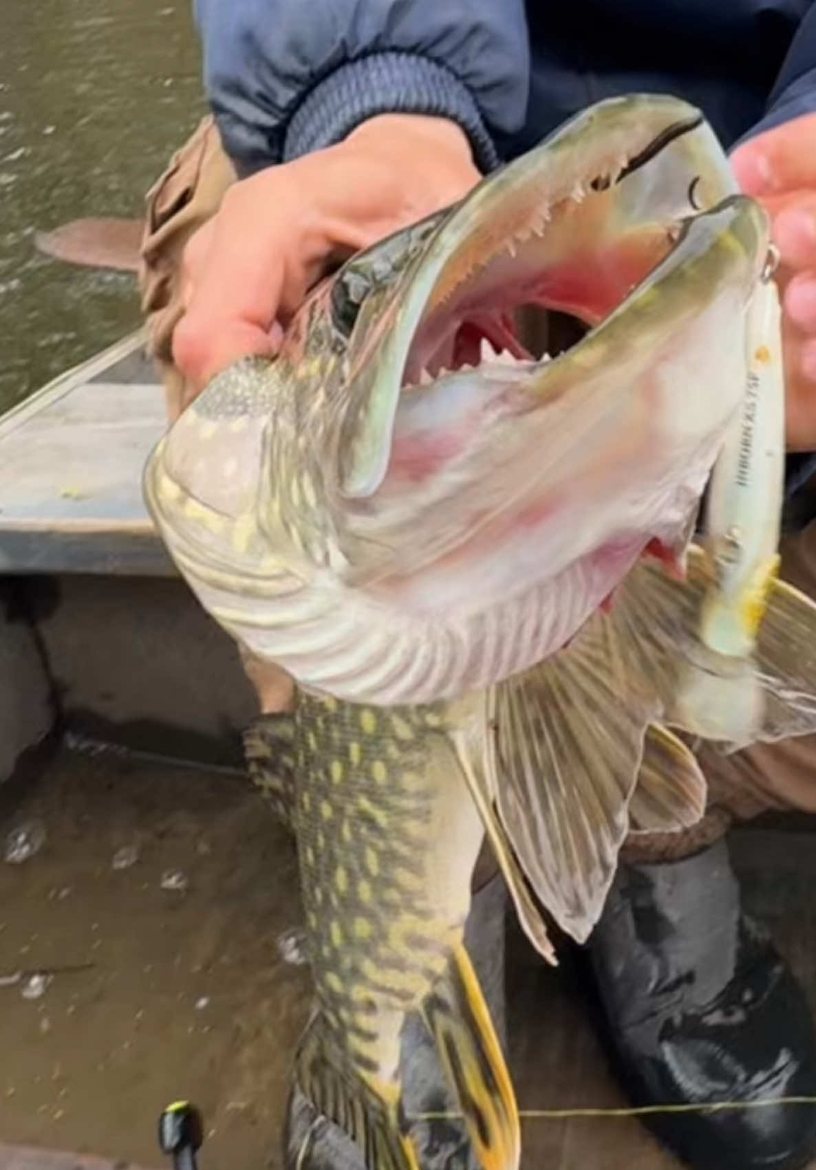 @𝗧𝗚.𝗗𝗬𝗫𝗙𝗜𝗦𝗛🎣