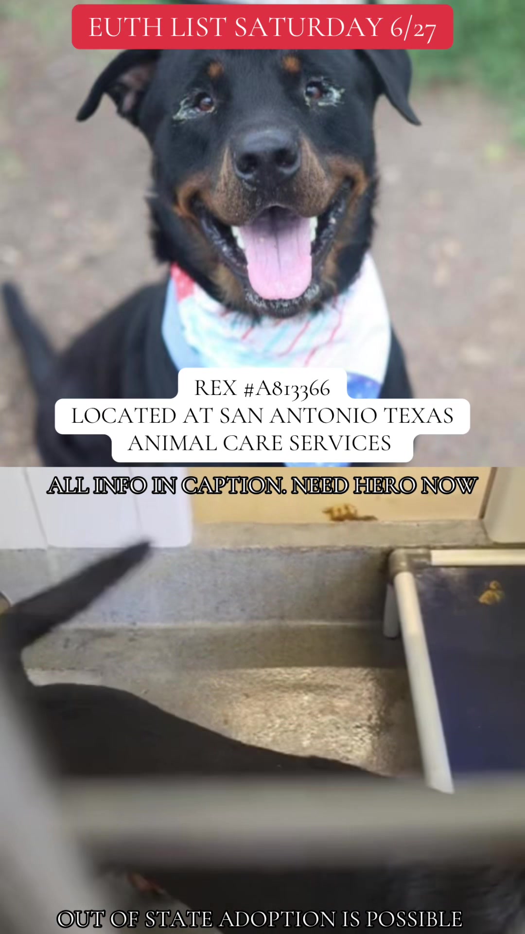 @@rescuedogs911