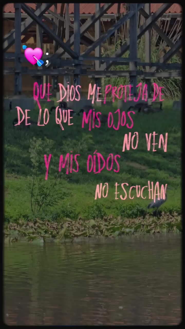 @Tiny Chihuahuas