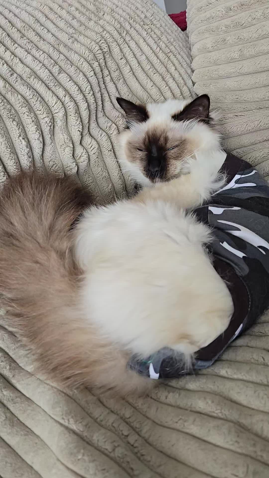 @Léo & Suki ♥️