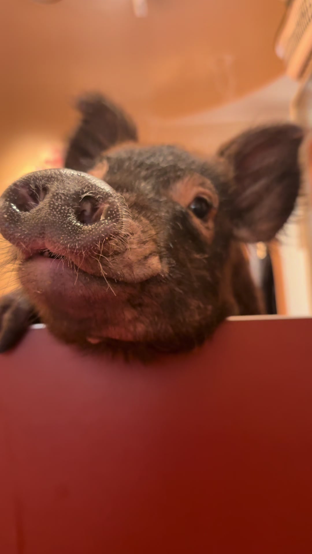 @pignic