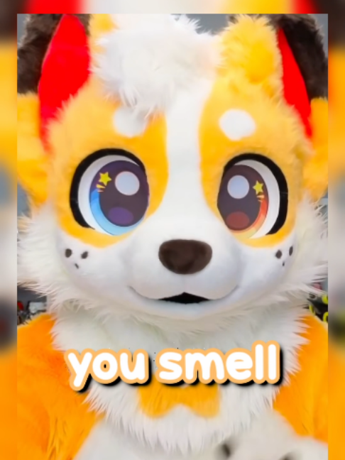 @Corgi