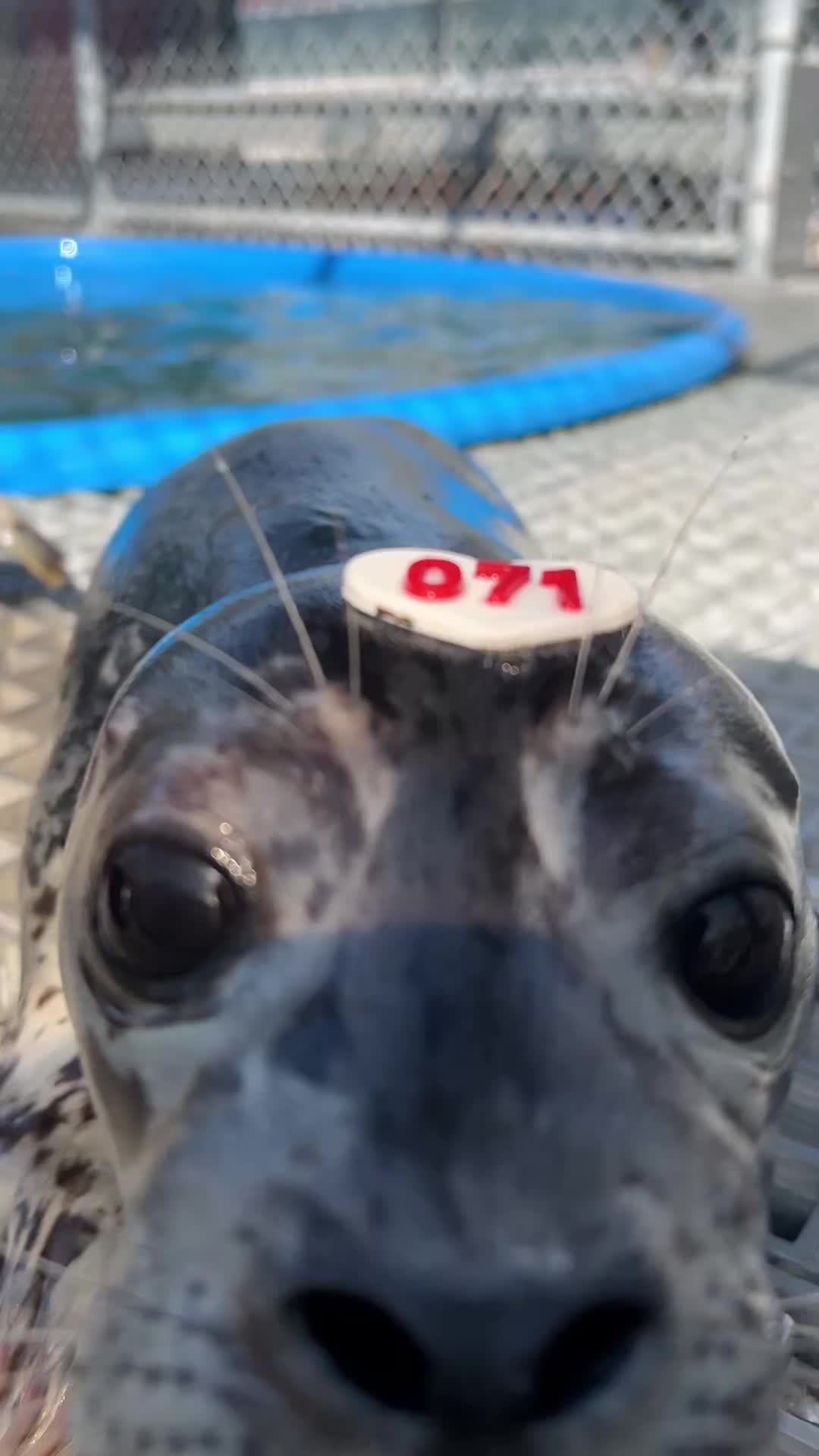 @Marine Mammal Rescue Society