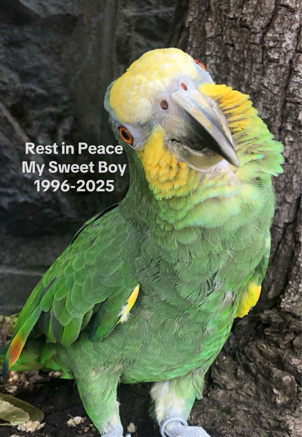 @imforthebirds