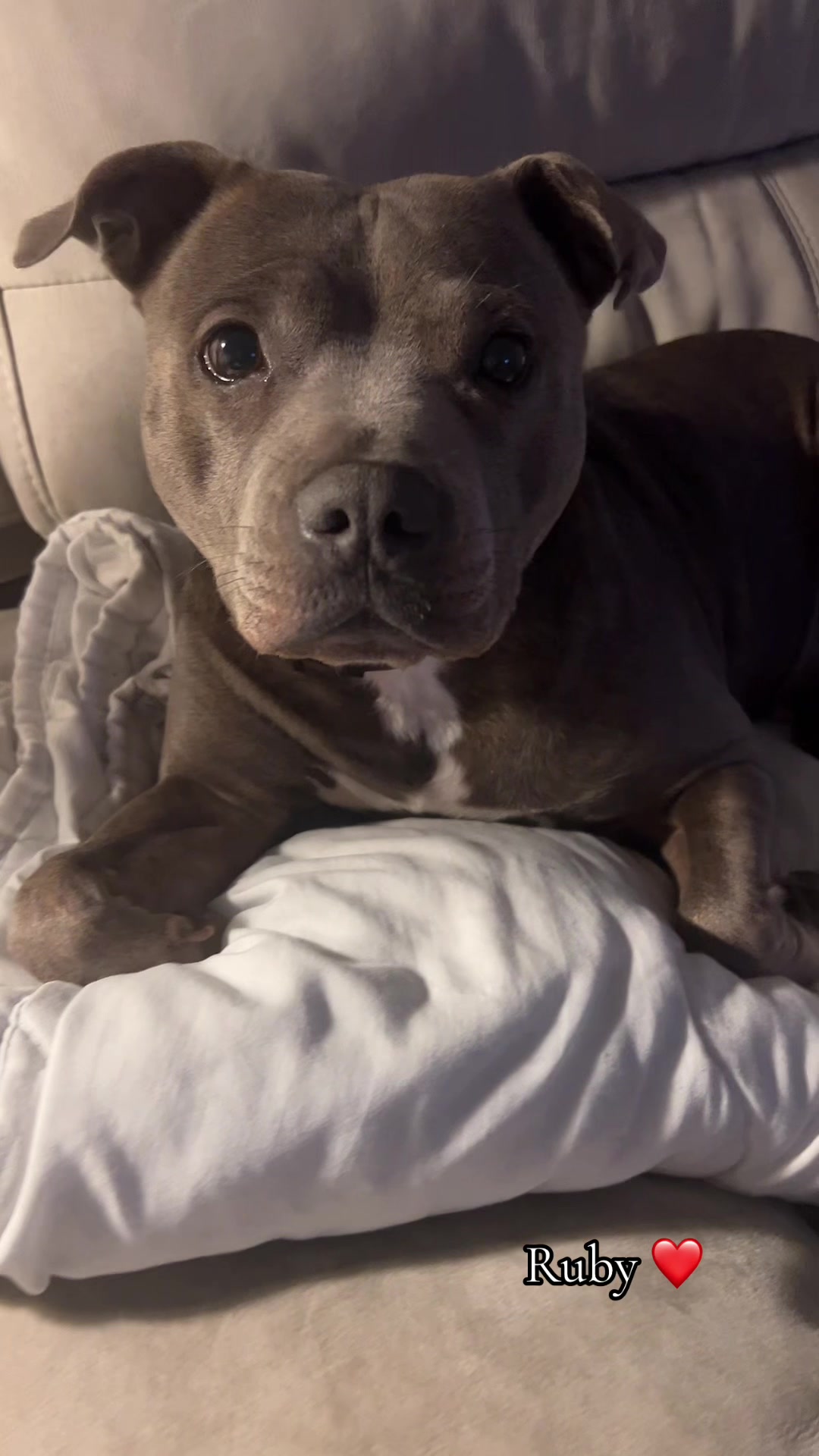 @rubylove_staffie94