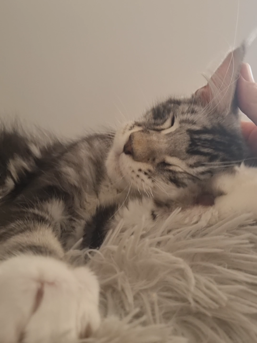 @Dollzuki Maine Coons