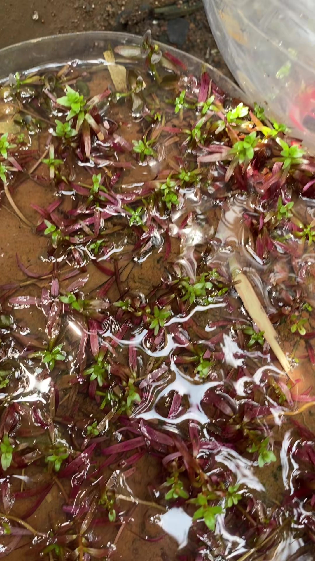 @Piara ikan di galon