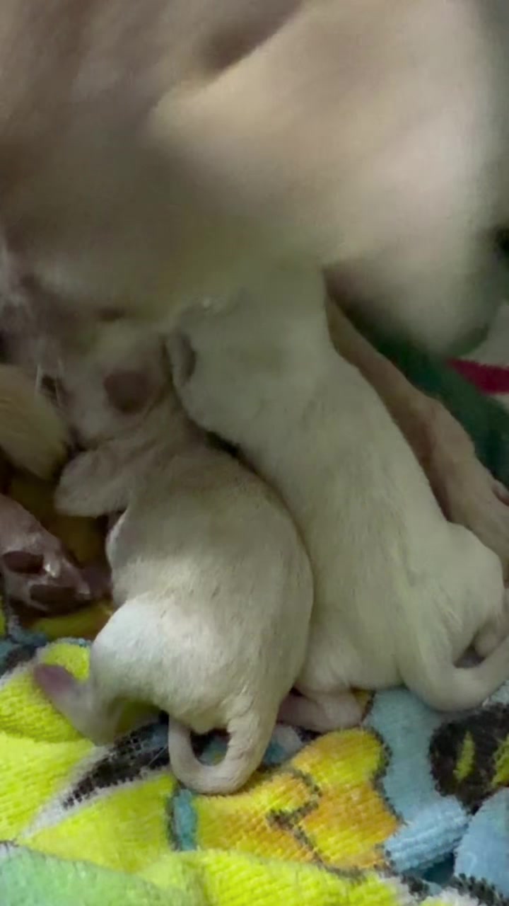 @chihuahuasbabies