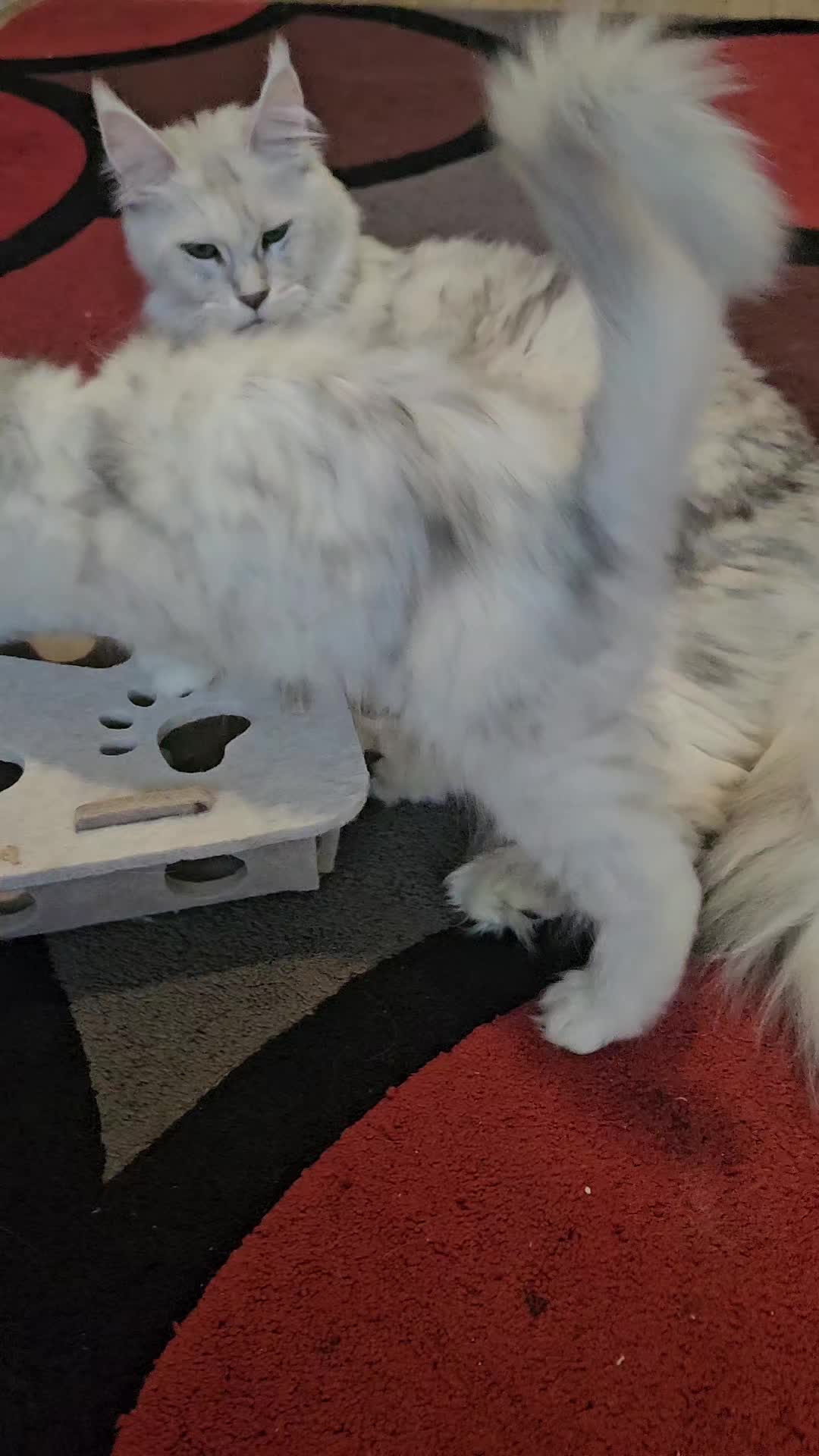 @KARIBRY Maine Coons uk