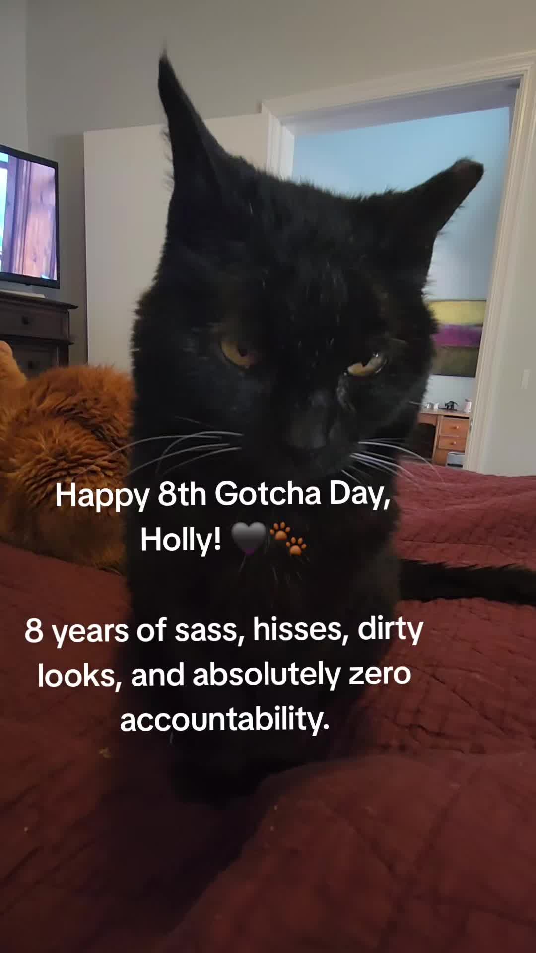 @9 Lives of Cat Chaos