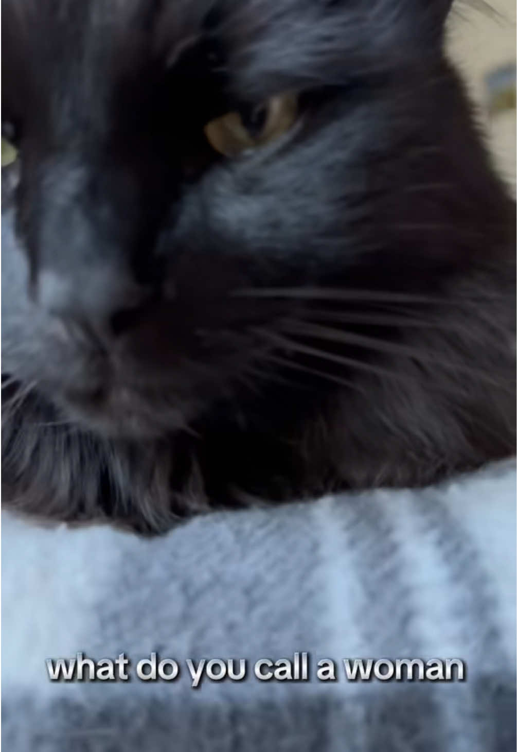 @Sir FluffyButt,the cat🇨🇦🇺🇦