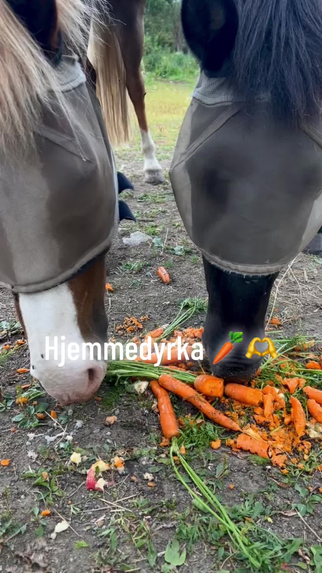 @mettemyhrebakken